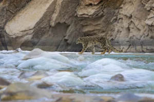 A majestic Snow Leopards walks through its territory along the mighty Indus