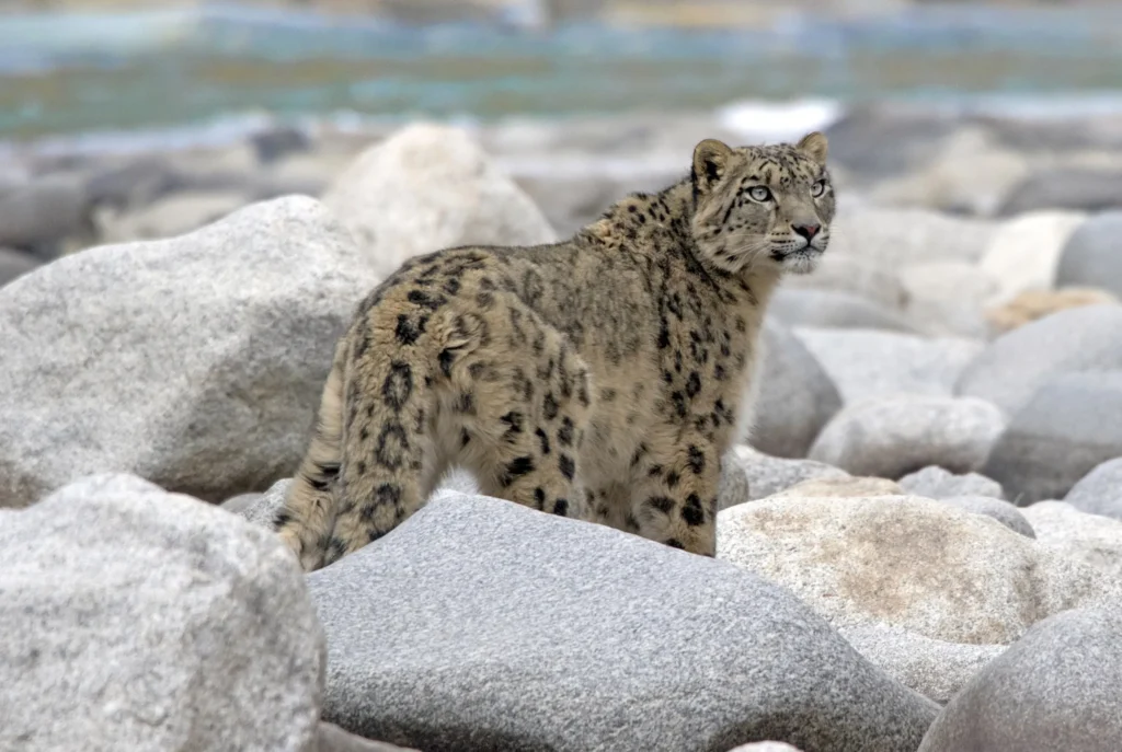 Snow leopard - ghost of the mountains