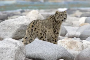 Snow leopard - ghost of the mountains